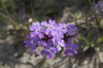 South American mock vervain